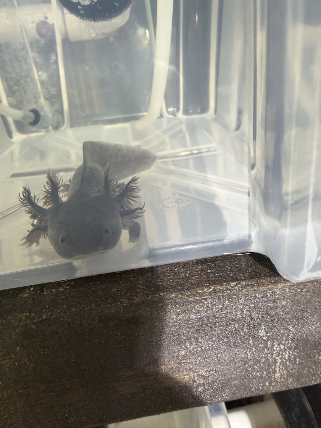 LIVE AXOLOTLS