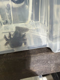 LIVE AXOLOTLS