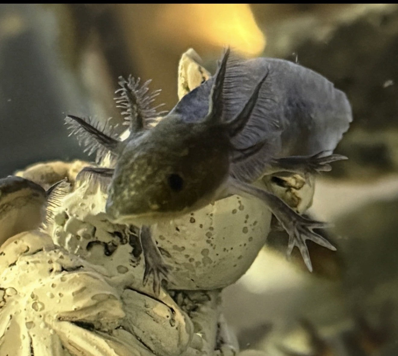 LIVE AXOLOTLS