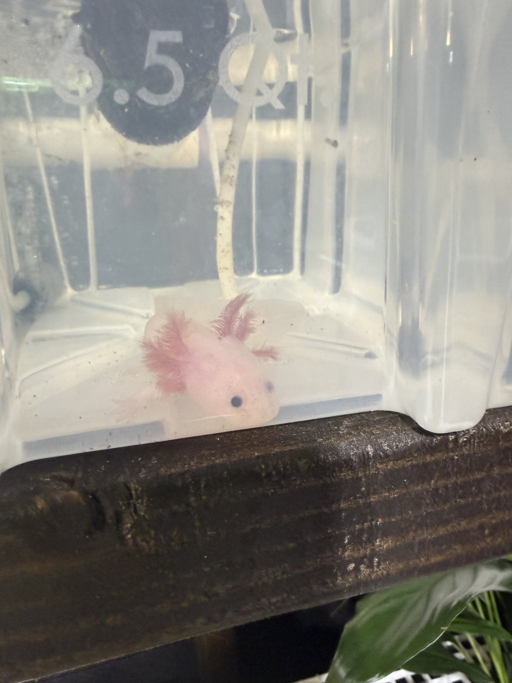 LIVE AXOLOTLS
