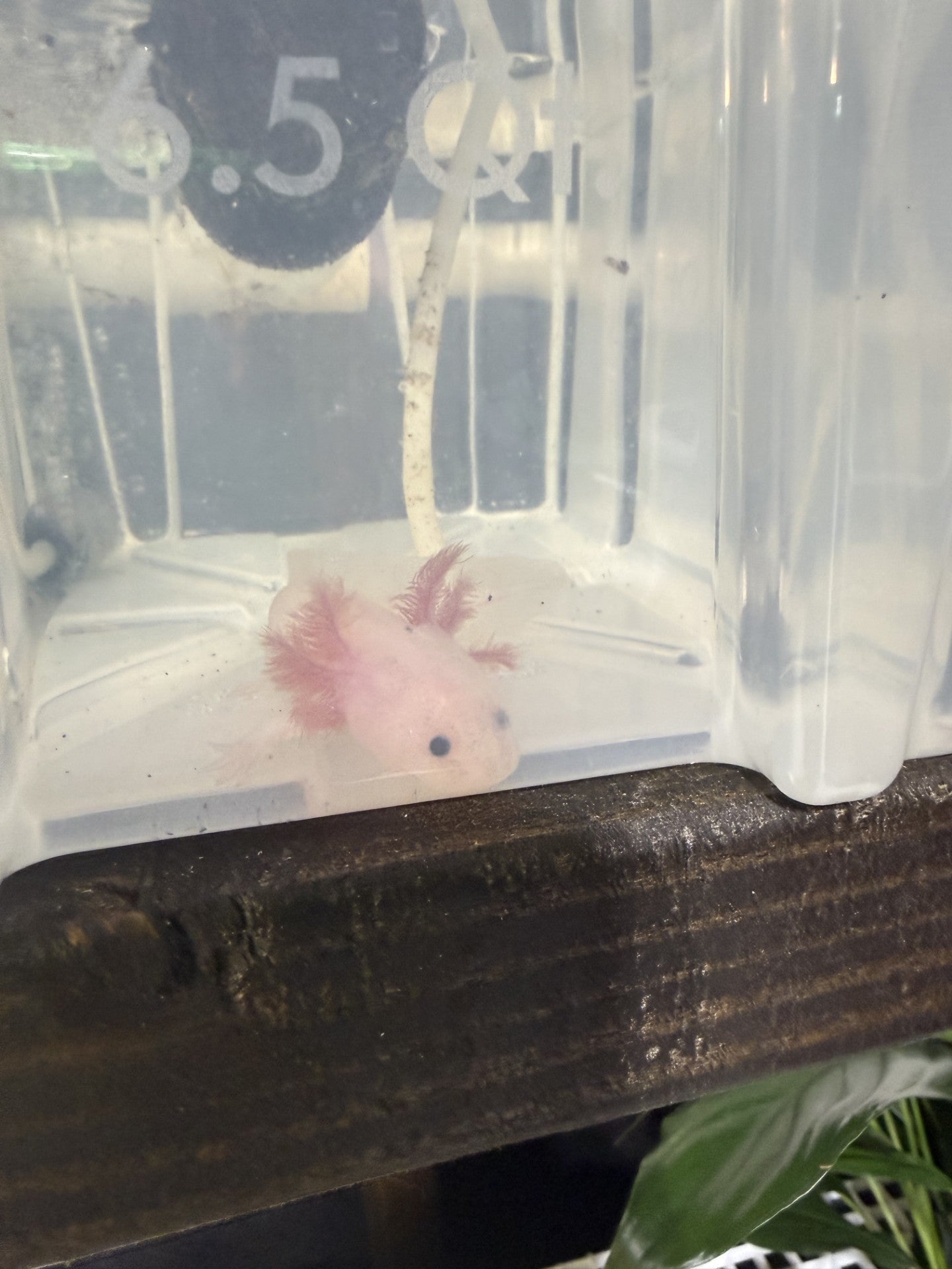 LIVE AXOLOTLS