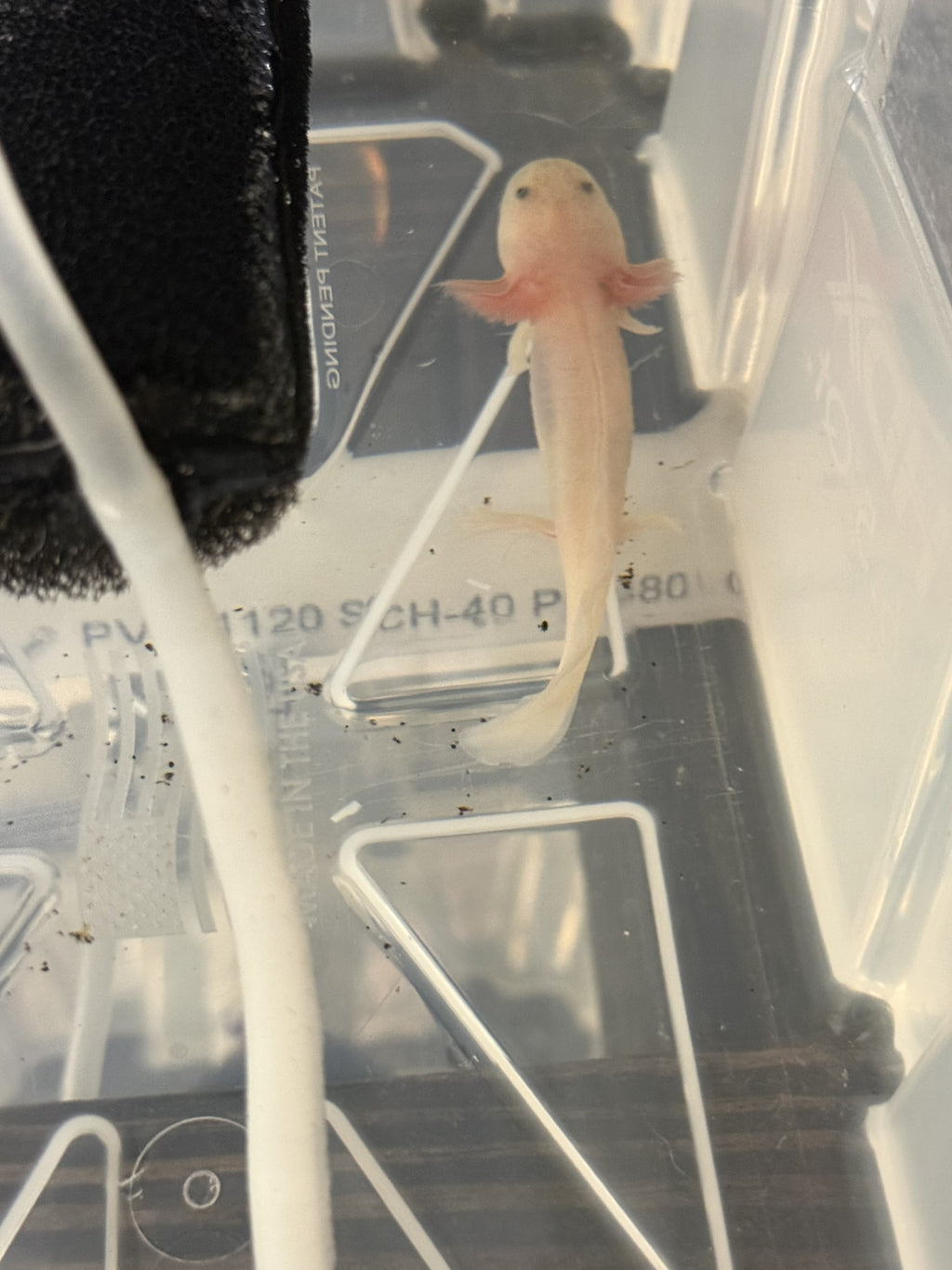 LIVE AXOLOTLS
